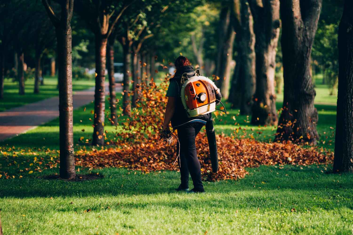 The Steps Involved in Our Tree Care Process in Orange Park, FL